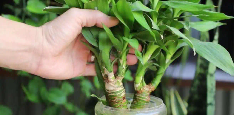 大蒜青蒜苗的种植技术