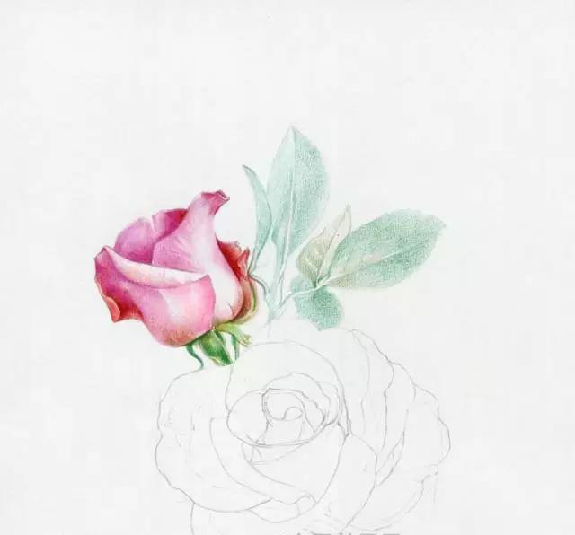 手绘彩铅唯美花朵步骤