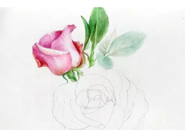 手绘彩铅唯美花朵步骤