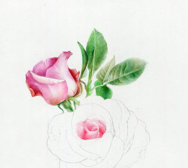 手绘彩铅唯美花朵步骤