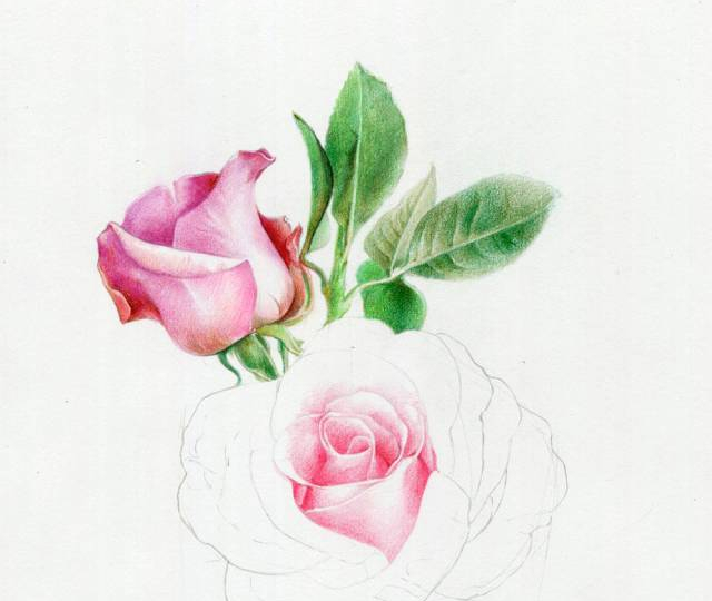 手绘彩铅唯美花朵步骤