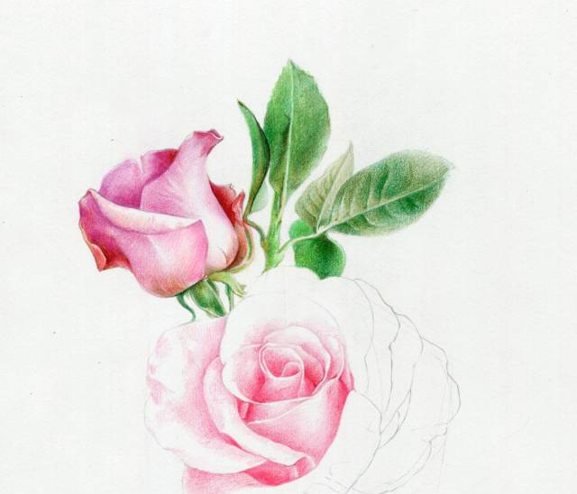 手绘彩铅唯美花朵步骤