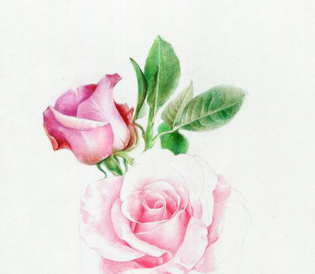 手绘彩铅唯美花朵步骤