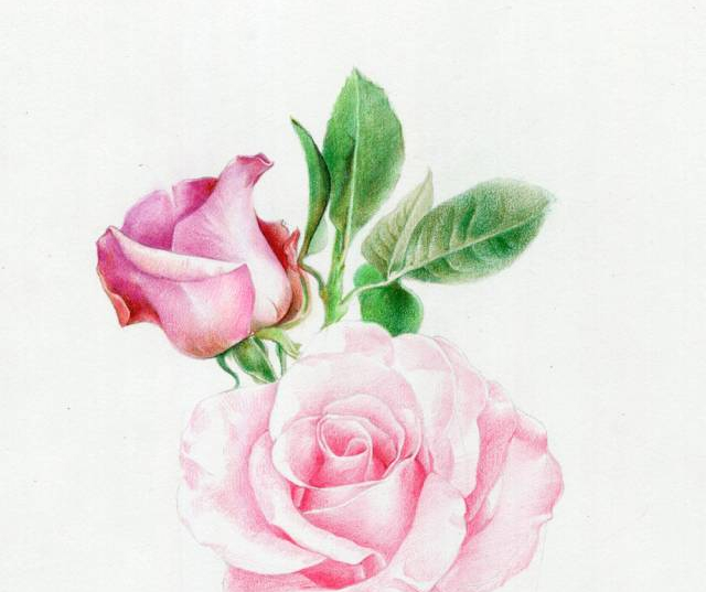 手绘彩铅唯美花朵步骤