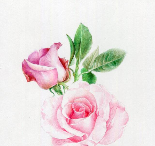 手绘彩铅唯美花朵步骤