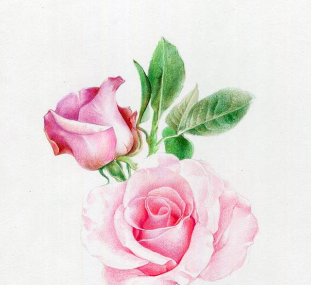 手绘彩铅唯美花朵步骤