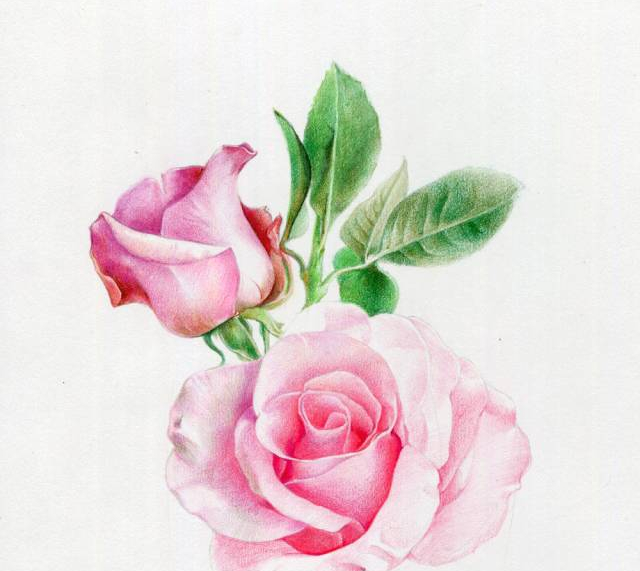 手绘彩铅唯美花朵步骤