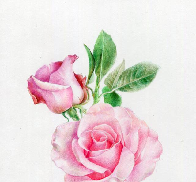 手绘彩铅唯美花朵步骤