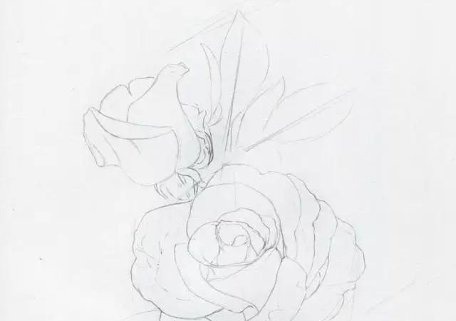 手绘彩铅唯美花朵步骤