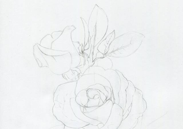 手绘彩铅唯美花朵步骤