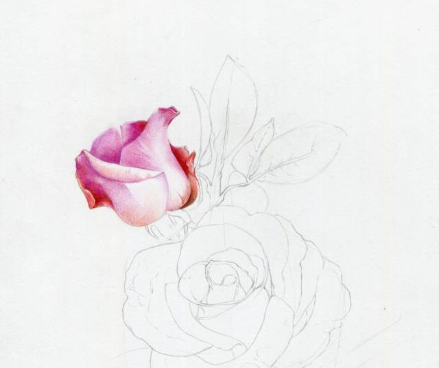 手绘彩铅唯美花朵步骤