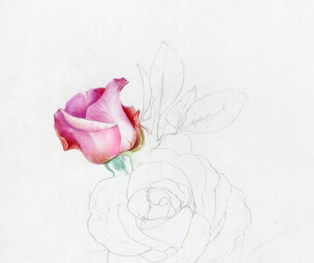 手绘彩铅唯美花朵步骤