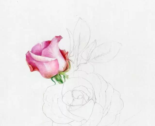 手绘彩铅唯美花朵步骤