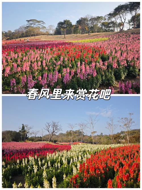 金鱼草种植方法