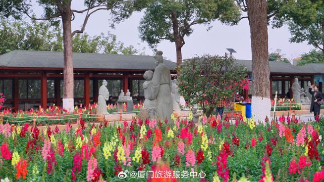 金鱼草种植方法