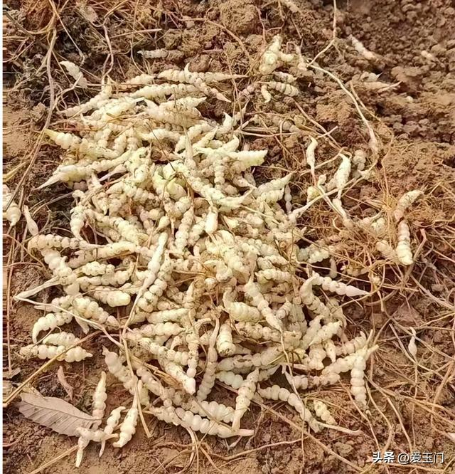 湖南泡辣椒的腌制方法