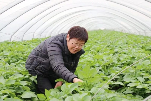滕州大棚土豆种植技术