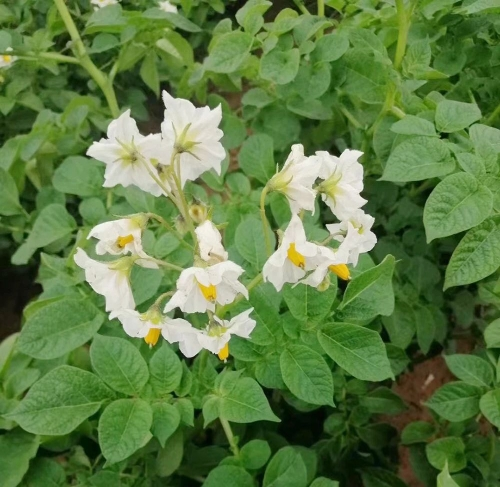 滕州大棚土豆种植技术