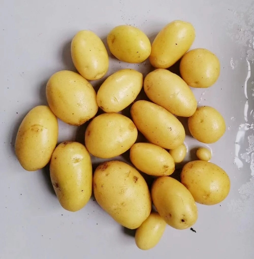 滕州大棚土豆种植技术