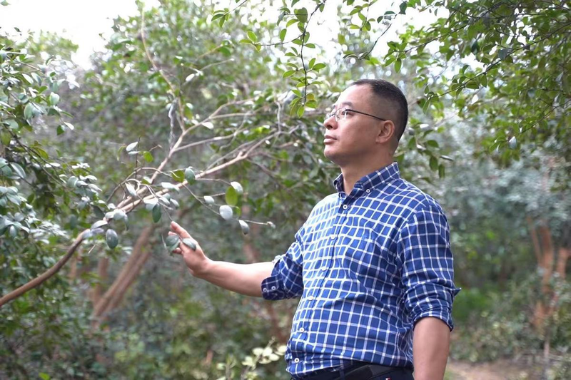 山茶茶油树种植技术