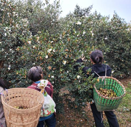 山茶茶油树种植技术