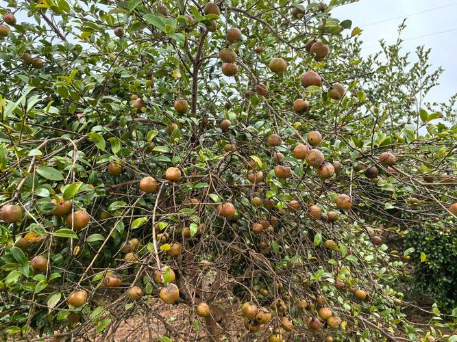 山茶茶油树种植技术