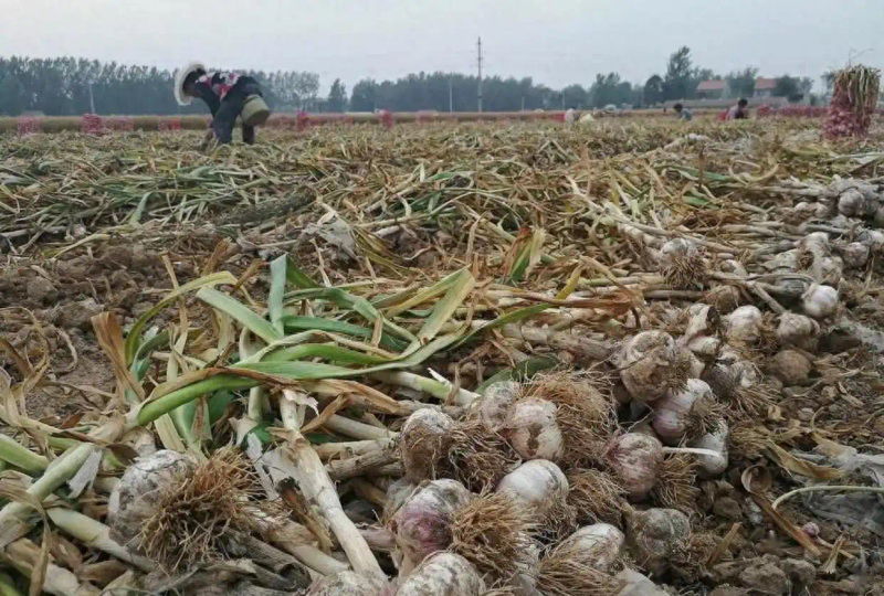 大蒜青蒜苗的种植技术