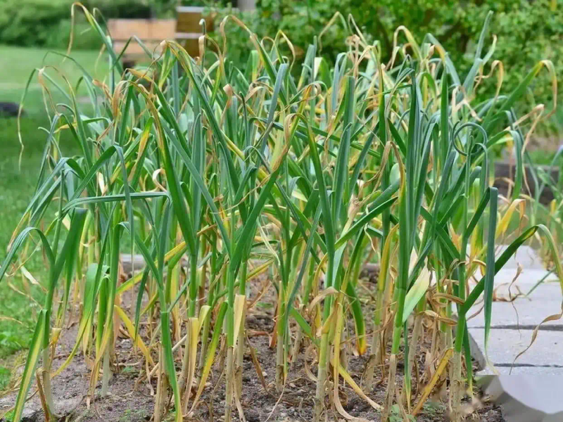 大蒜青蒜苗的种植技术