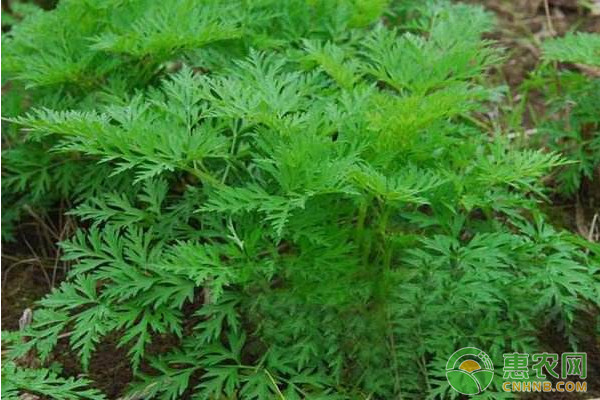 It's a growing technique