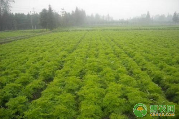 It's a growing technique