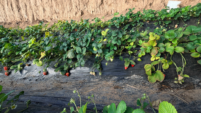 草莓的种植方法和时间