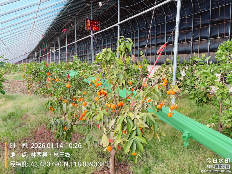 草莓的种植方法和时间