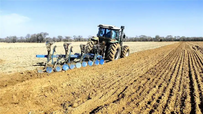 Garlic, garlic seeding techniques