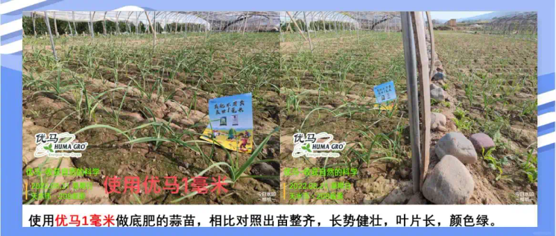 Garlic, garlic seeding techniques