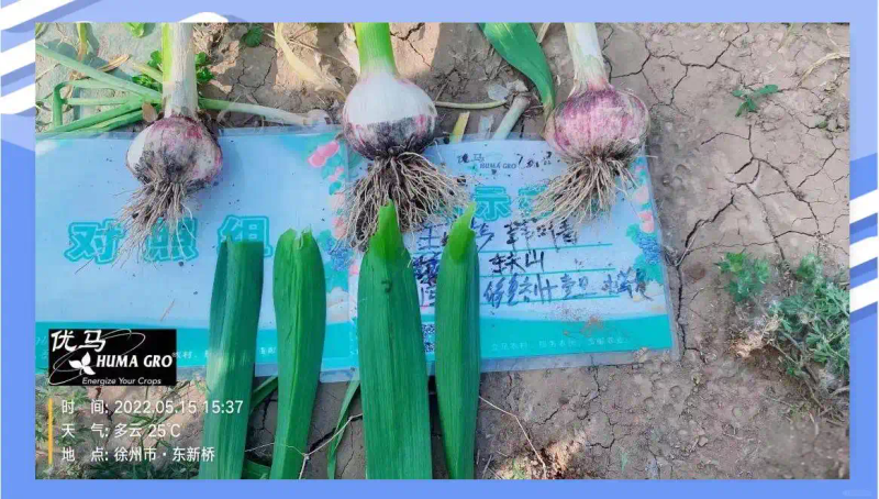 Garlic, garlic seeding techniques
