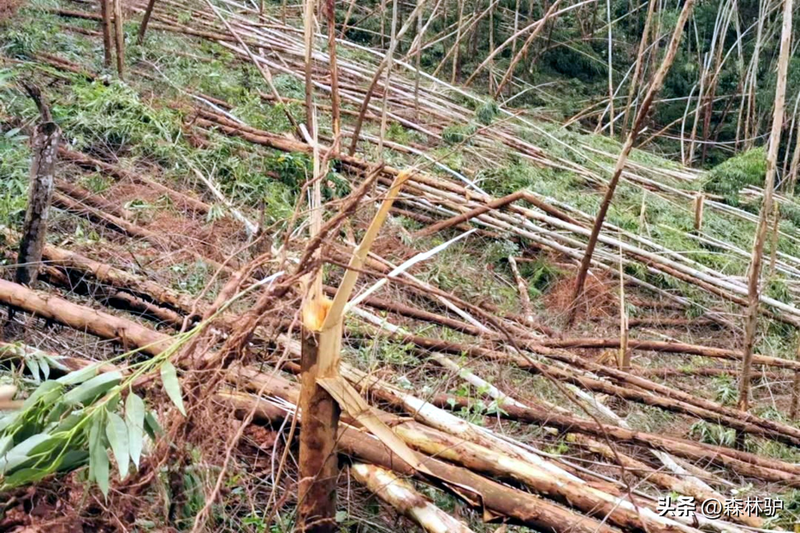 How much for a ton of eels