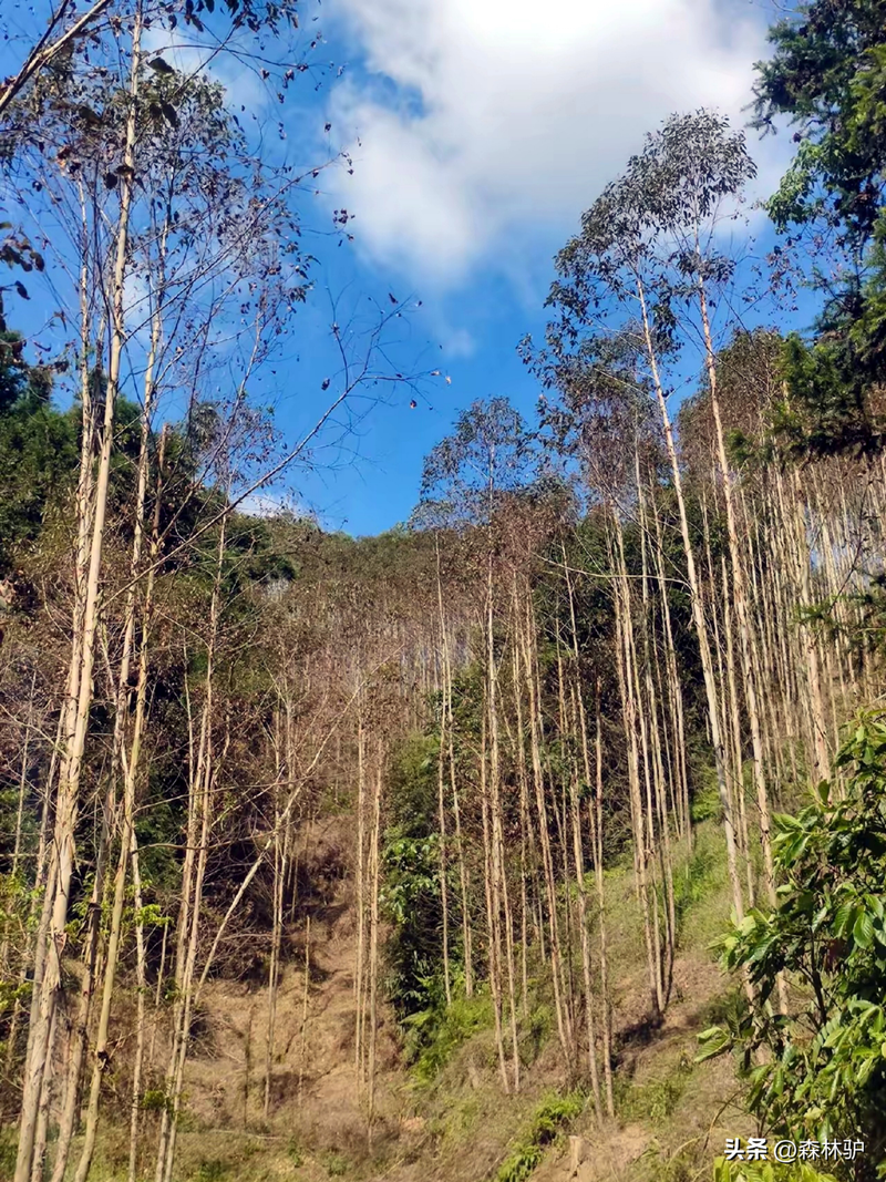 How much for a ton of eels