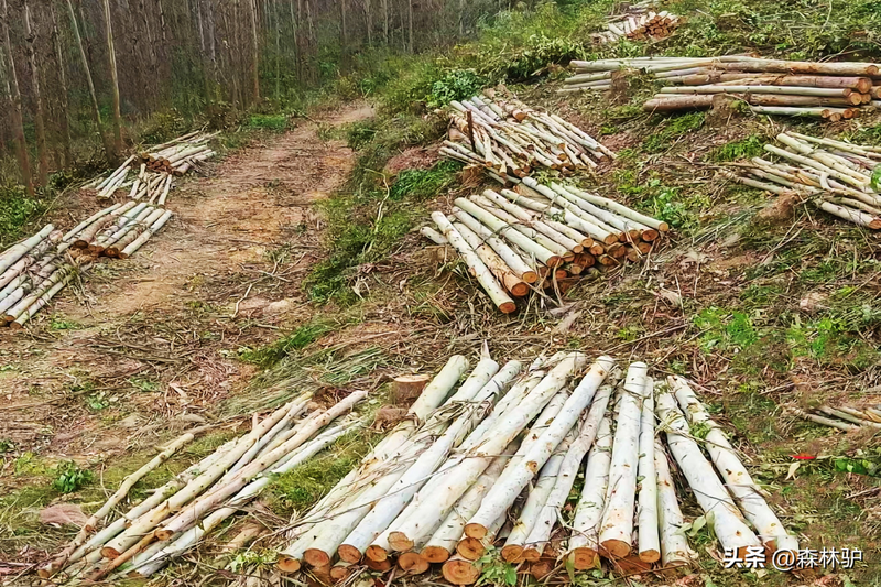 How much for a ton of eels