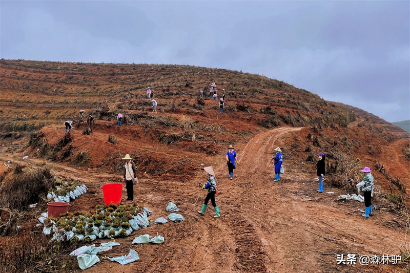 How much for a ton of eels