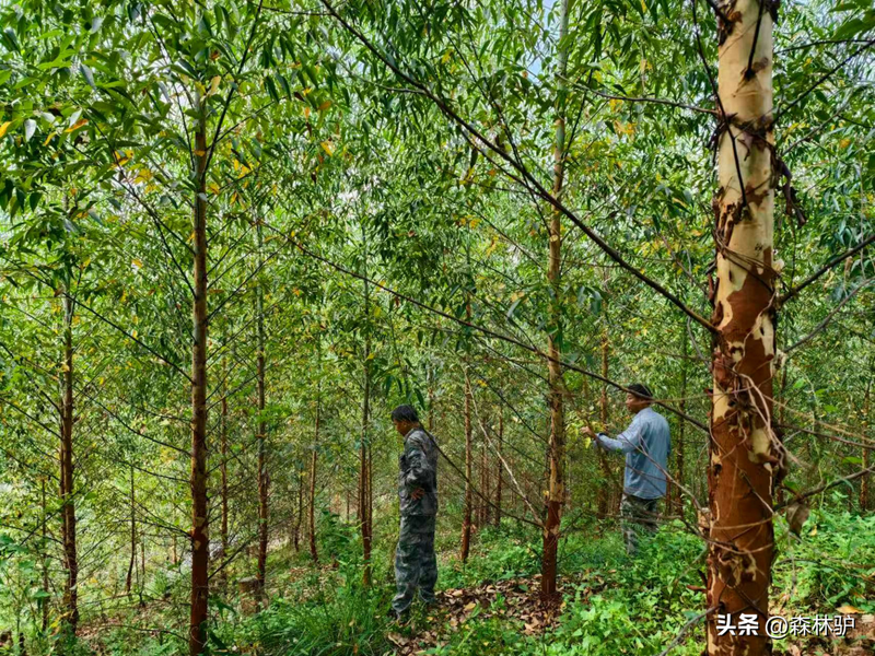 How much for a ton of eels