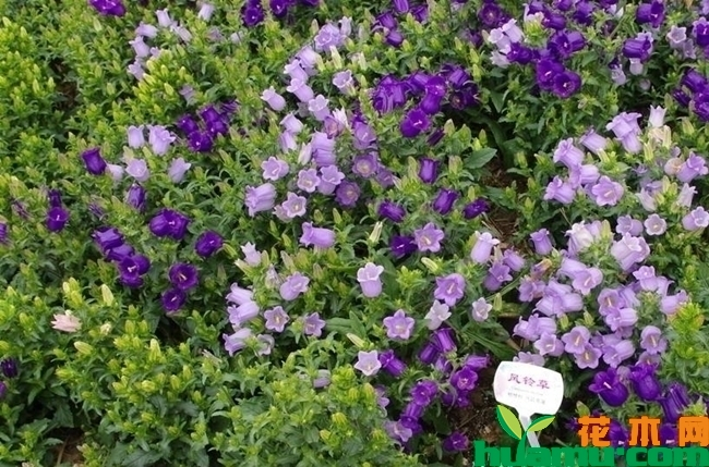 风铃草种植方法