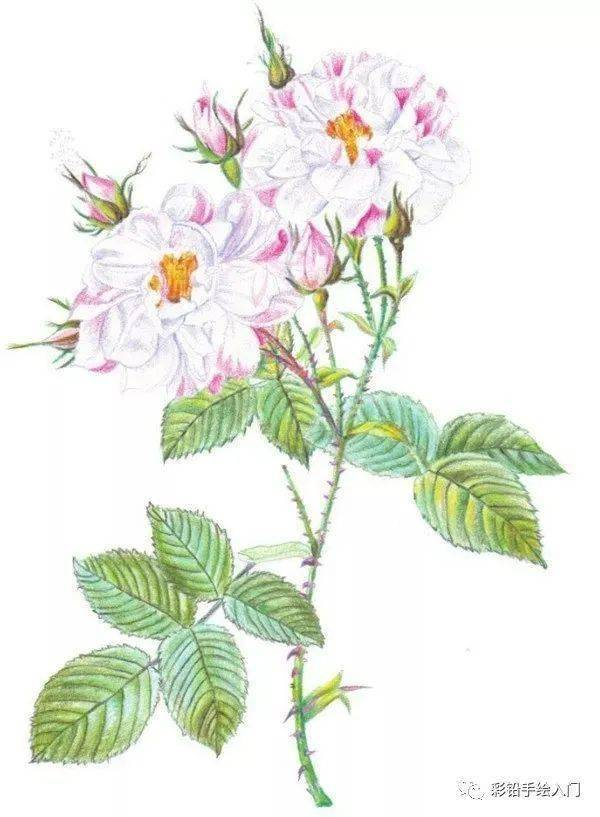 手绘彩铅唯美花朵步骤