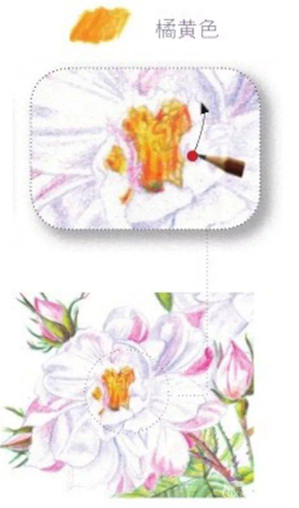 手绘彩铅唯美花朵步骤