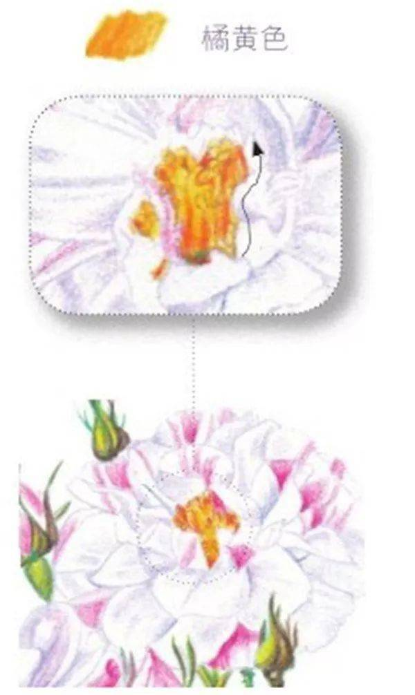 手绘彩铅唯美花朵步骤