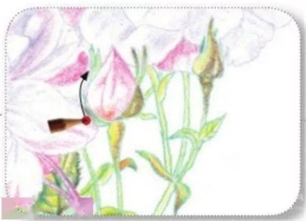 手绘彩铅唯美花朵步骤