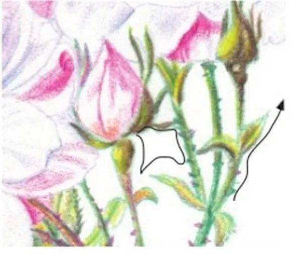 手绘彩铅唯美花朵步骤