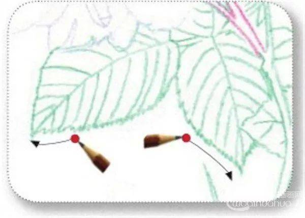 手绘彩铅唯美花朵步骤