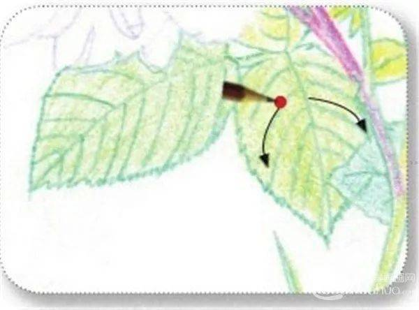 手绘彩铅唯美花朵步骤