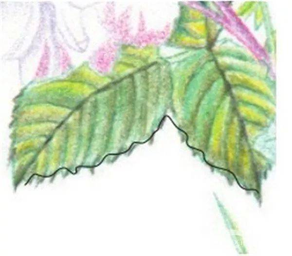 手绘彩铅唯美花朵步骤