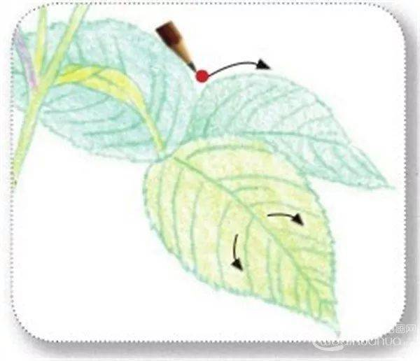 手绘彩铅唯美花朵步骤